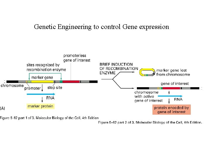 Genetic Engineering to control Gene expression 
