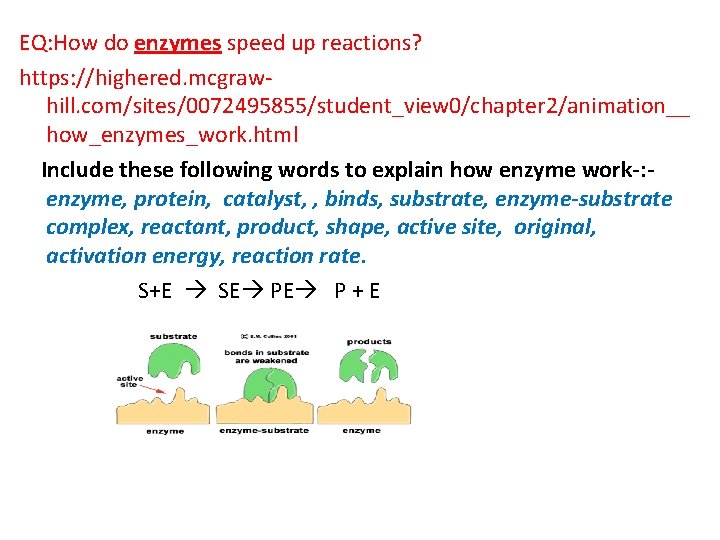 EQ: How do enzymes speed up reactions? https: //highered. mcgrawhill. com/sites/0072495855/student_view 0/chapter 2/animation__ how_enzymes_work.