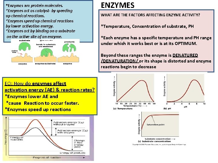 *Enzymes are protein molecules. *Enzymes act as catalyst- by speeding up chemical reactions. *Enzymes