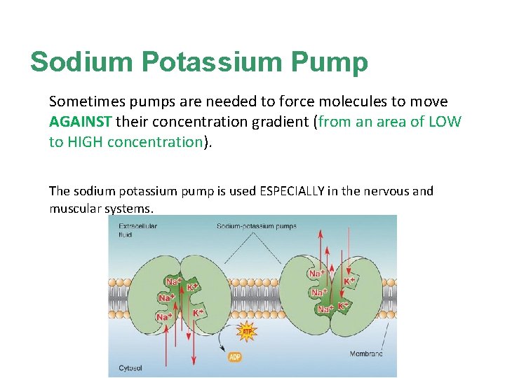 Sodium Potassium Pump Sometimes pumps are needed to force molecules to move AGAINST their