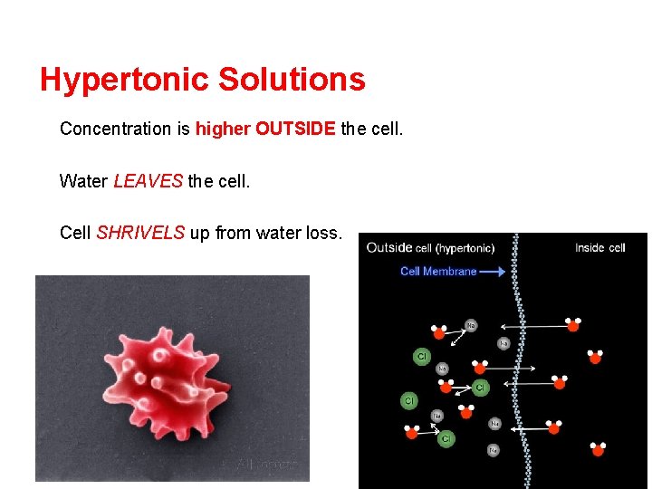 Hypertonic Solutions Concentration is higher OUTSIDE the cell. Water LEAVES the cell. Cell SHRIVELS