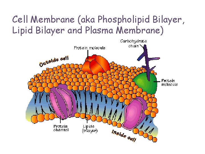 Cell Membrane (aka Phospholipid Bilayer, Lipid Bilayer and Plasma Membrane) 