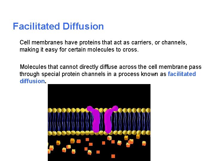 Facilitated Diffusion Cell membranes have proteins that act as carriers, or channels, making it