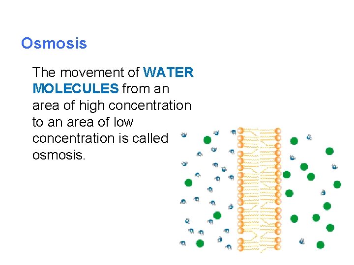 Osmosis The movement of WATER MOLECULES from an area of high concentration to an