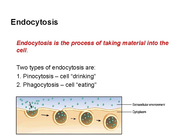 Endocytosis is the process of taking material into the cell. Two types of endocytosis