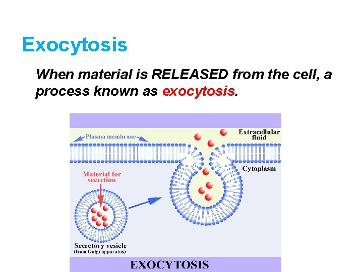 Exocytosis When material is RELEASED from the cell, a process known as exocytosis. 