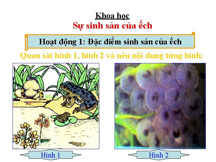 Khoa học Sự sinh sản của ếch Hoạt động 1: Đặc điểm sinh sản