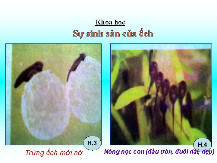 Khoa học Sự sinh sản của ếch H. 3 Trứng ếch mới nở H.