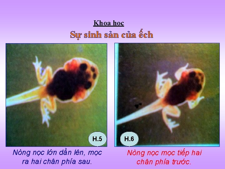 Khoa học Sự sinh sản của ếch H. 5 Nòng nọc lớn dần lên,