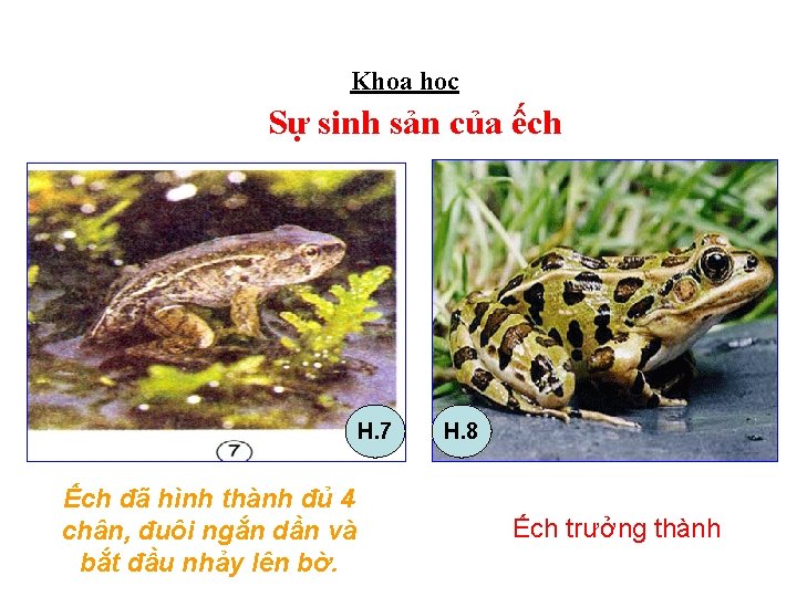 Khoa học Sự sinh sản của ếch H. 7 Ếch đã hình thành đủ