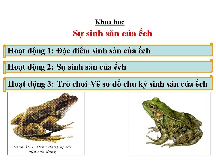Khoa học Sự sinh sản của ếch Hoạt động 1: Đặc điểm sinh sản