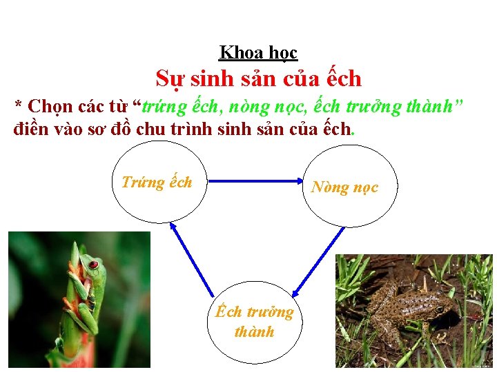 Khoa học Sự sinh sản của ếch * Chọn các từ “trứng ếch, nòng