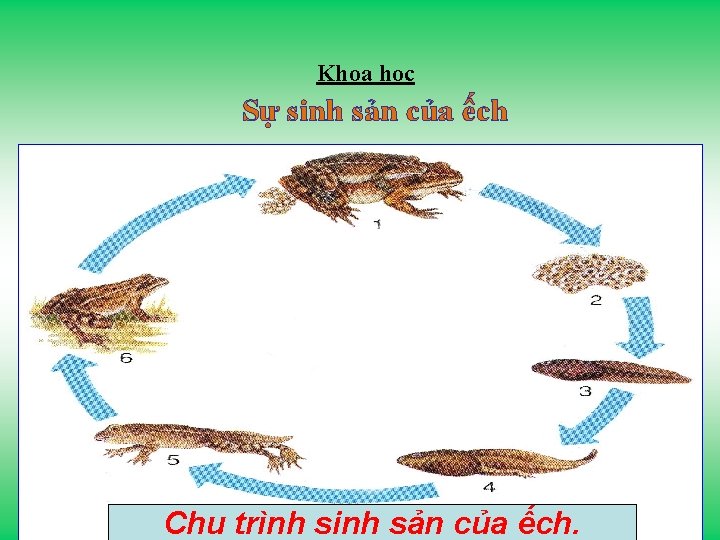 Khoa học Sự sinh sản của ếch Chu trình sinh sản của ếch. 