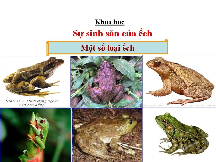 Khoa học Sự sinh sản của ếch Một số loại ếch 