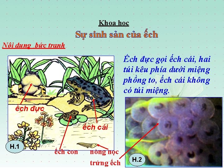 Khoa học Sự sinh sản của ếch Nội dung bức tranh Ếch đực gọi