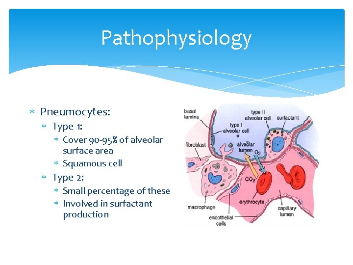 Pathophysiology Pneumocytes: Type 1: Cover 90 -95% of alveolar surface area Squamous cell Type Pathophysiology Pneumocytes: Type 1: Cover 90 -95% of alveolar surface area Squamous cell Type