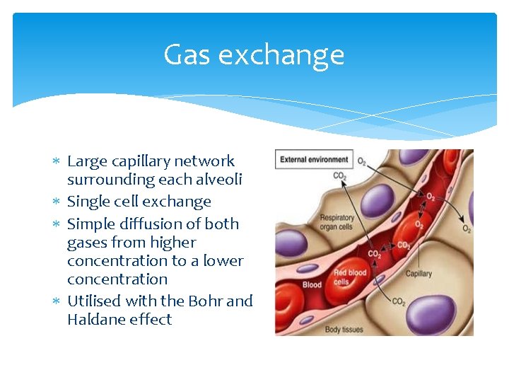 Gas exchange Large capillary network surrounding each alveoli Single cell exchange Simple diffusion of Gas exchange Large capillary network surrounding each alveoli Single cell exchange Simple diffusion of
