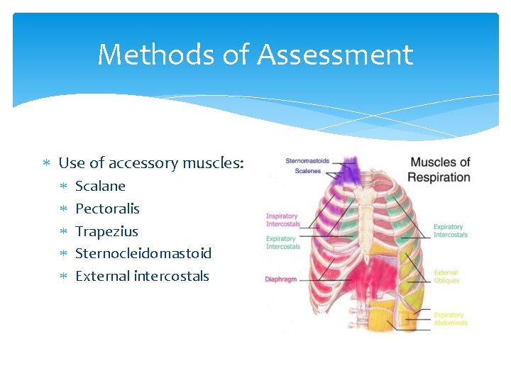 Methods of Assessment Use of accessory muscles: Scalane Pectoralis Trapezius Sternocleidomastoid External intercostals Methods of Assessment Use of accessory muscles: Scalane Pectoralis Trapezius Sternocleidomastoid External intercostals