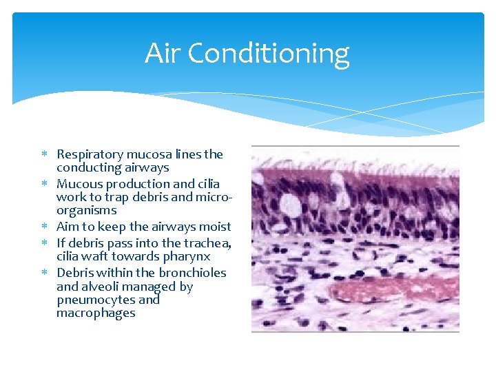 Air Conditioning Respiratory mucosa lines the conducting airways Mucous production and cilia work to Air Conditioning Respiratory mucosa lines the conducting airways Mucous production and cilia work to