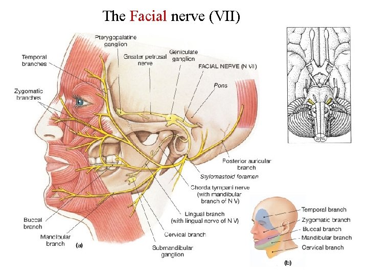 The Facial nerve (VII) 