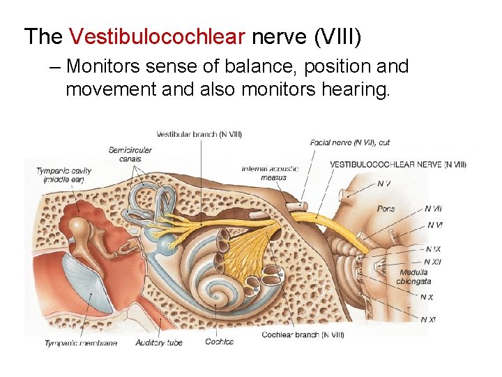 The Vestibulocochlear nerve (VIII) – Monitors sense of balance, position and movement and also