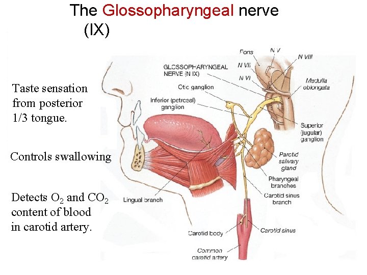 The Glossopharyngeal nerve (IX) Taste sensation from posterior 1/3 tongue. Controls swallowing Detects O