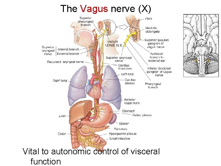 The Vagus nerve (X) Vital to autonomic control of visceral function 