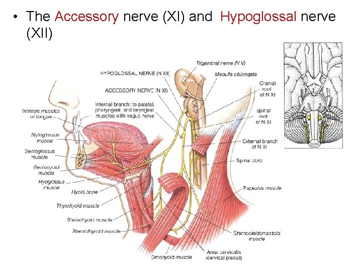  • The Accessory nerve (XI) and Hypoglossal nerve (XII) 