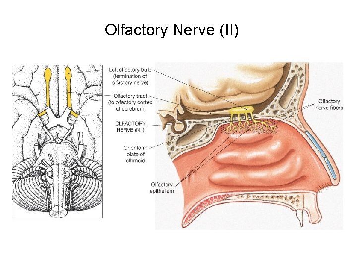 Olfactory Nerve (II) 