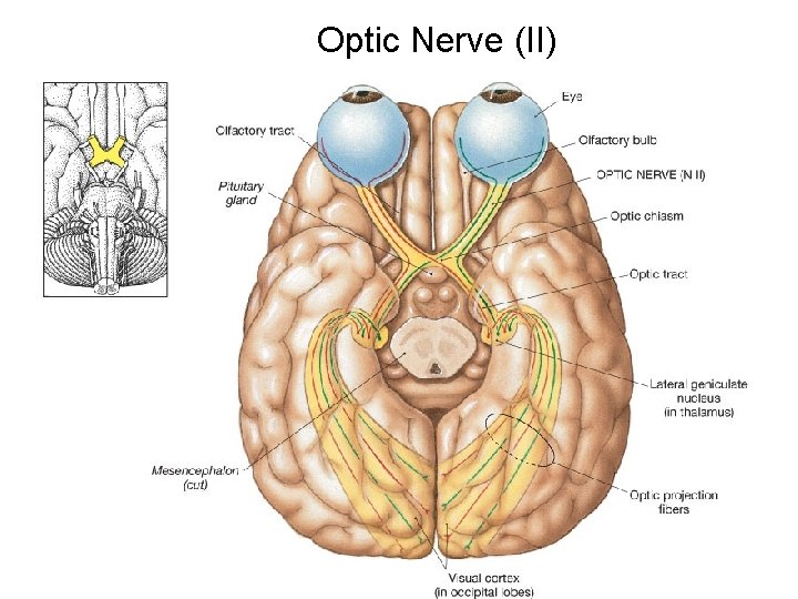 Optic Nerve (II) 
