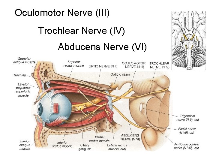 Oculomotor Nerve (III) Trochlear Nerve (IV) Abducens Nerve (VI) 