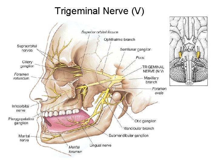 Trigeminal Nerve (V) 