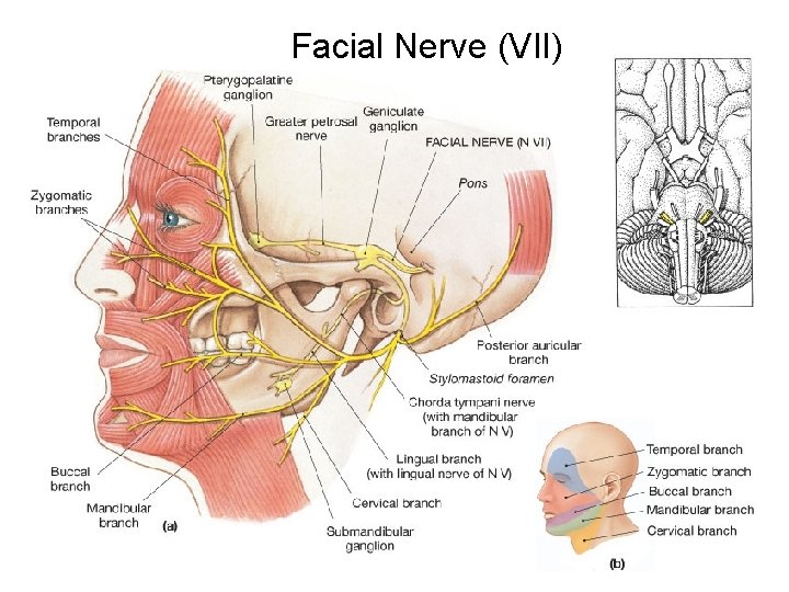 Facial Nerve (VII) 