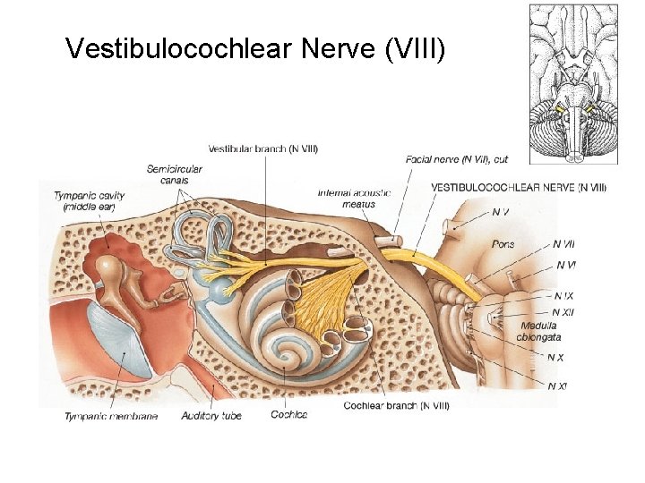 Vestibulocochlear Nerve (VIII) 