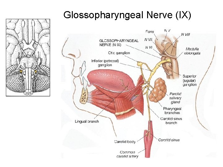 Glossopharyngeal Nerve (IX) 