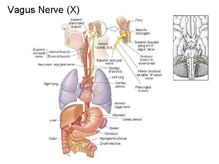 Vagus Nerve (X) 