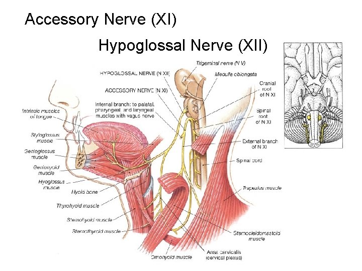 Accessory Nerve (XI) Hypoglossal Nerve (XII) 