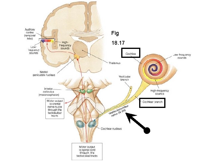 Fig 18. 17 