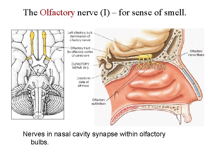 The Olfactory nerve (I) – for sense of smell. Nerves in nasal cavity synapse