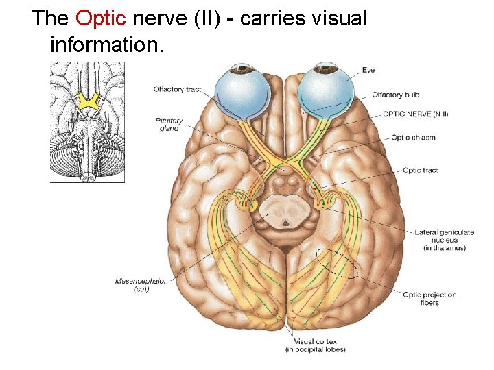 The Optic nerve (II) - carries visual information. 