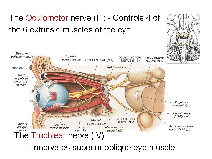 The Oculomotor nerve (III) - Controls 4 of the 6 extrinsic muscles of the