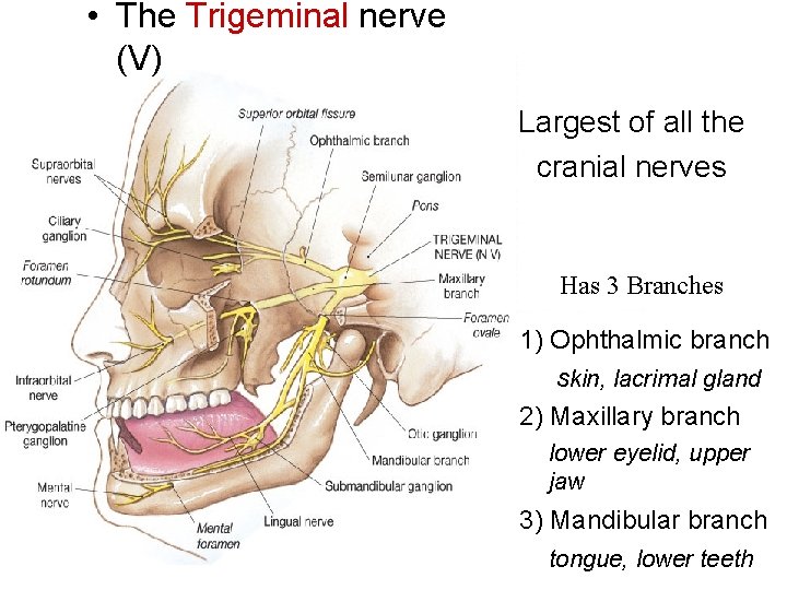  • The Trigeminal nerve (V) Largest of all the cranial nerves Has 3