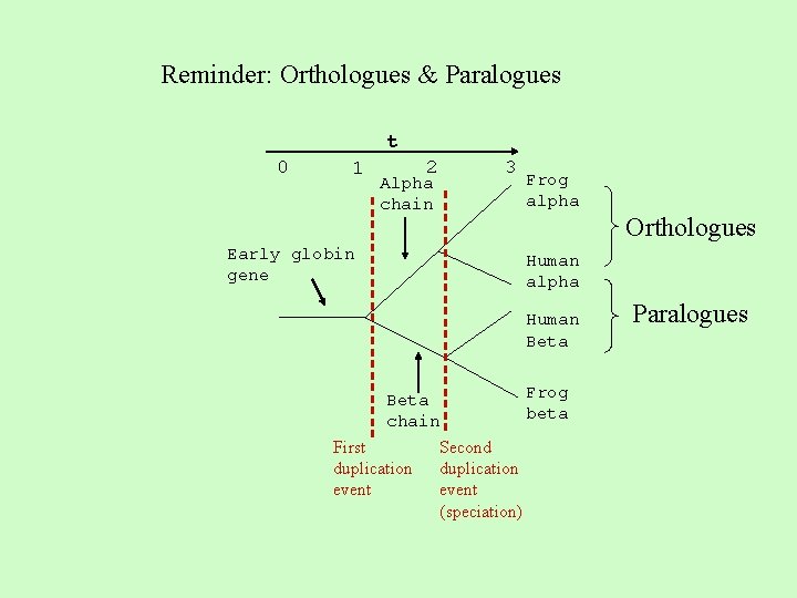 Reminder: Orthologues & Paralogues t 0 1 2 3 Alpha chain Frog alpha Orthologues