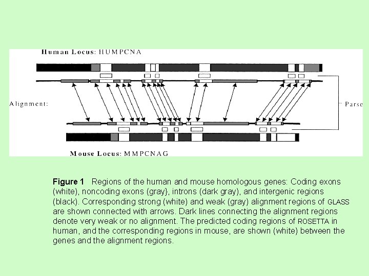 Figure 1 Regions of the human and mouse homologous genes: Coding exons (white), noncoding