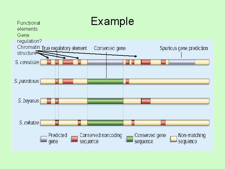 Functional elements: Gene regulation? Chromatin structure? Example 