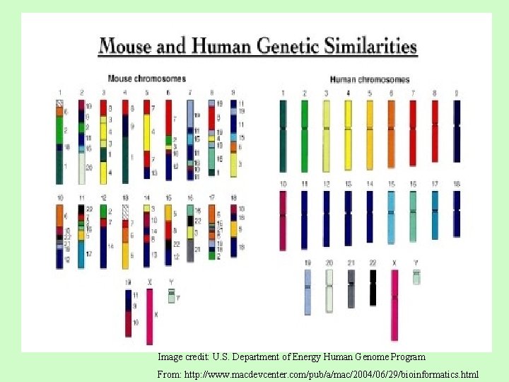 Image credit: U. S. Department of Energy Human Genome Program From: http: //www. macdevcenter.
