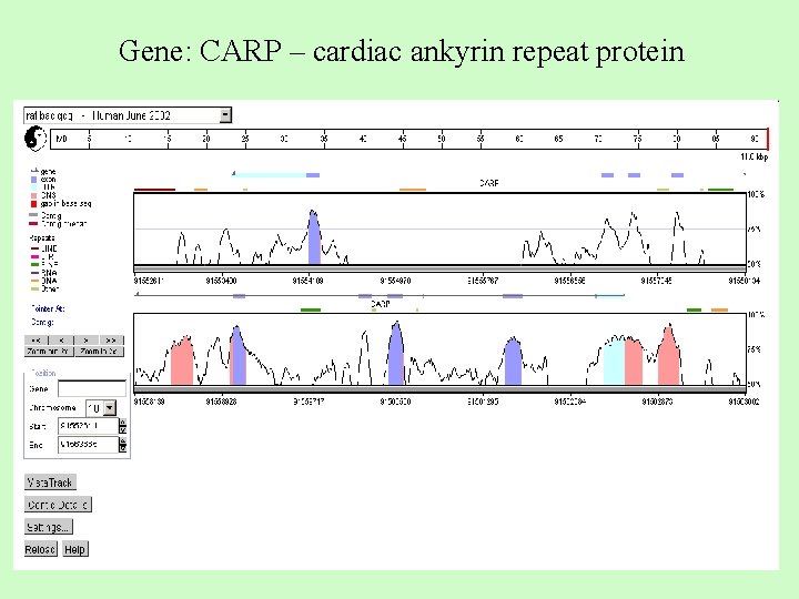 Gene: CARP – cardiac ankyrin repeat protein 