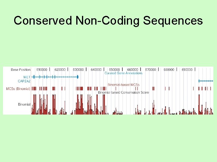 Conserved Non-Coding Sequences 