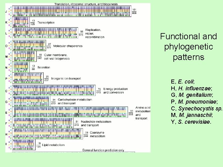 Functional and phylogenetic patterns E, E. coli; H, H. influenzae; G, M. genitalium; P,