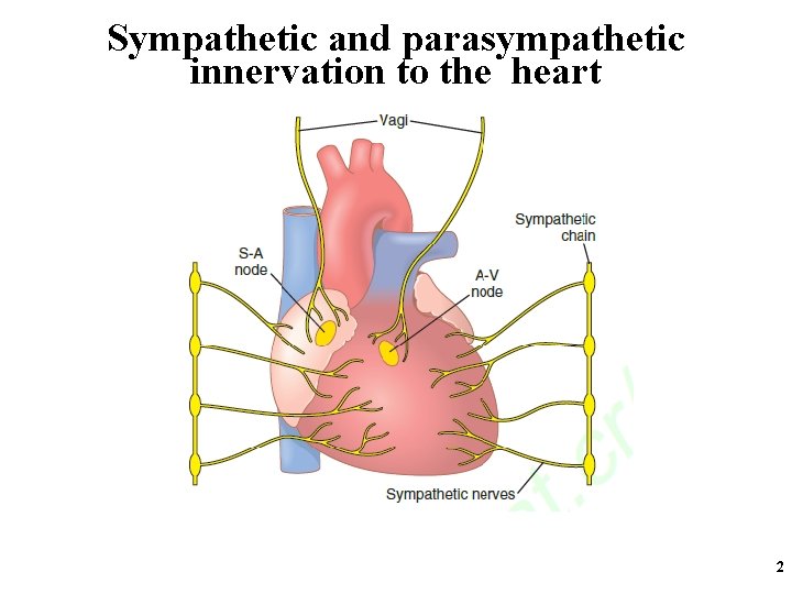 Sympathetic and parasympathetic innervation to the heart 2 